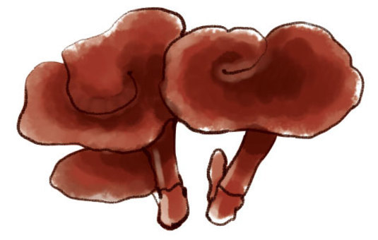 ＮＫ細胞活性化作用検証の臨床試験を実施／北海道霊芝